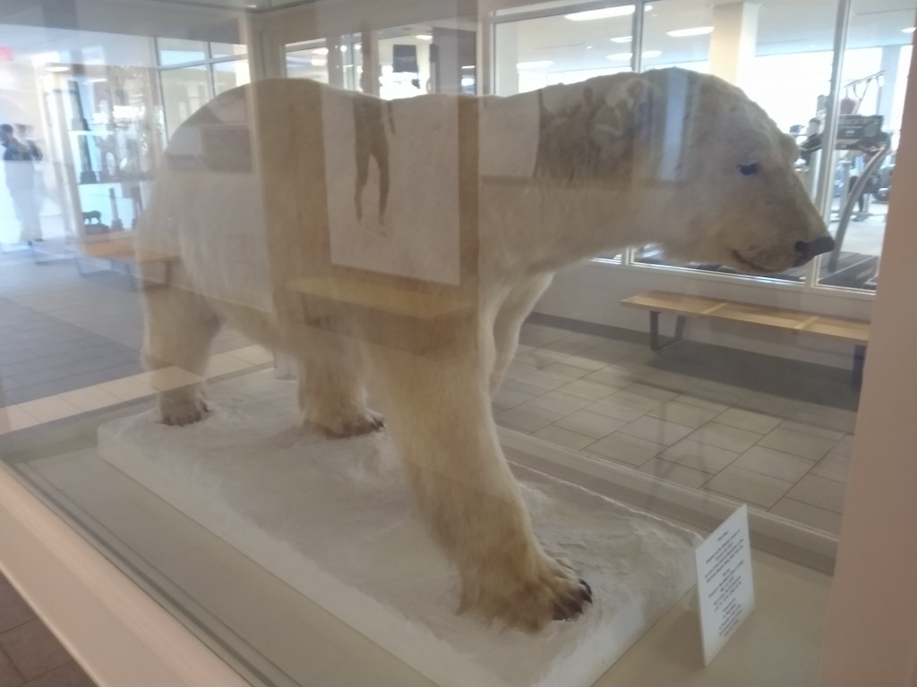 THP #4: More Maine, More&nbsp;Bears